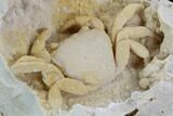 Fossil Crab (Potamon) Preserved in Travertine - Turkey #98906-3